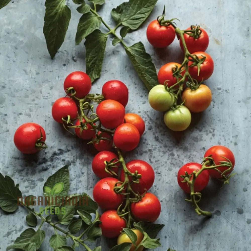 Summer Frolic Tomato Seeds - Juicy And Flavorful Tomatoes For Your Garden