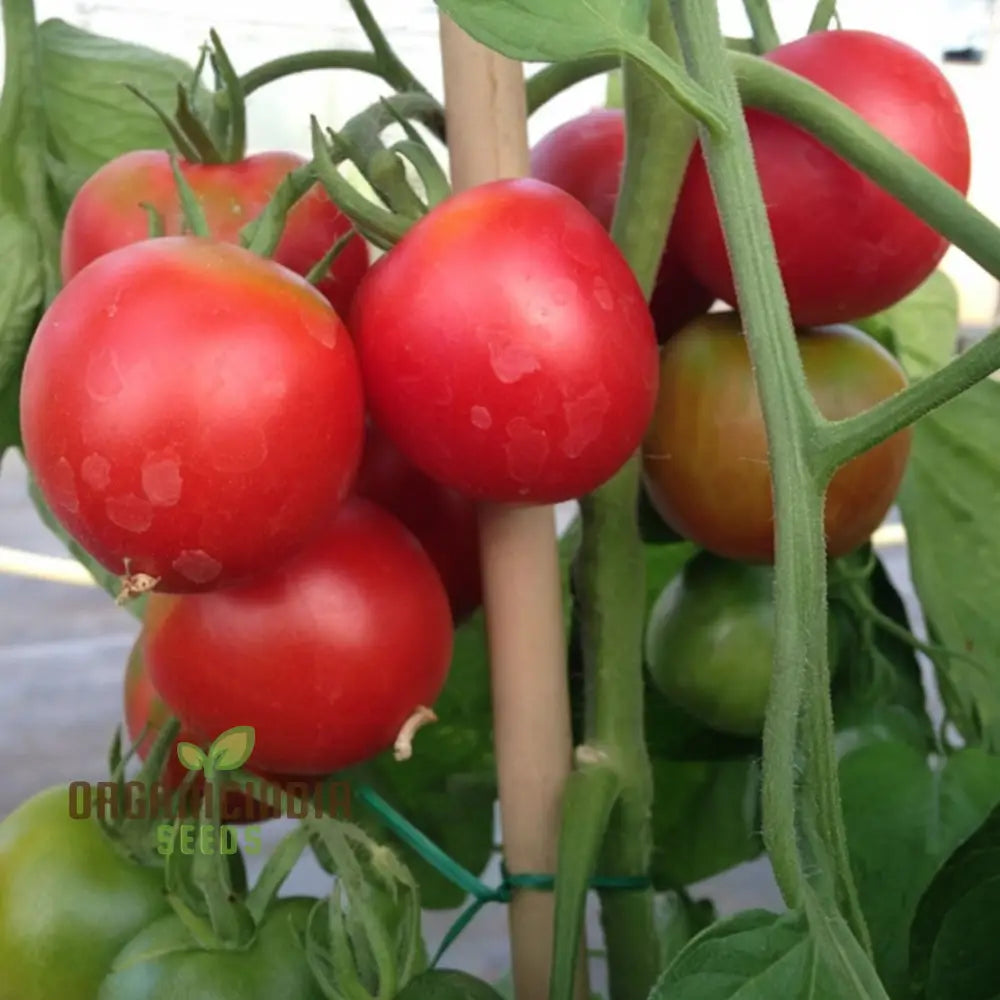 Summer Frolic Tomato Seeds - Juicy And Flavorful Tomatoes For Your Garden