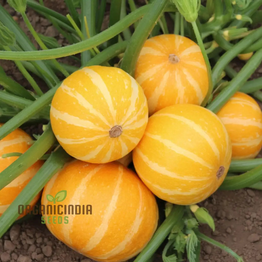 Summer Holiday Courgette Seeds - Abundant And Flavorful Zucchini For Warm-Weather Gardens Vegetable