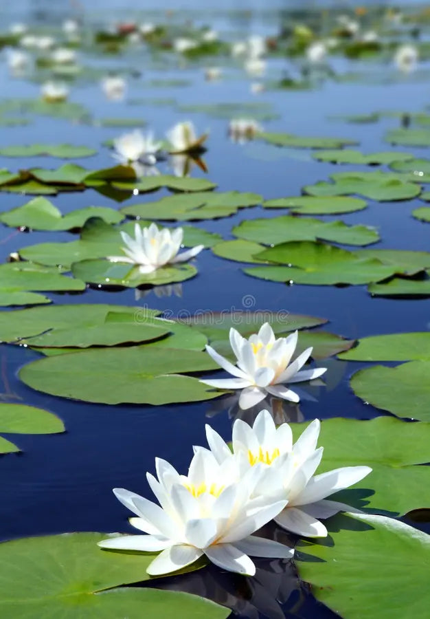 Graines de nénuphar à planter – Idéal pour les étangs et les jeux d’eau