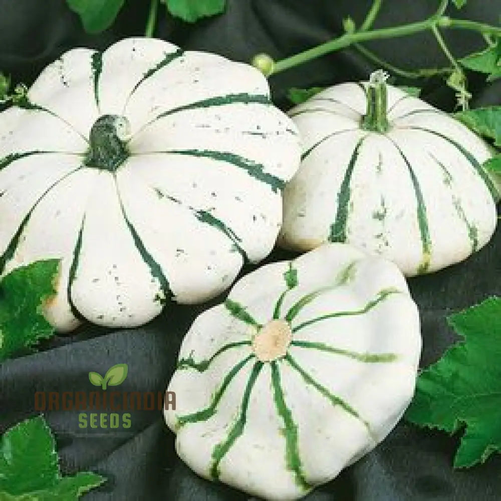 Summer Squash Seeds - Scallop Blend | Premium Gardening For Your Garden