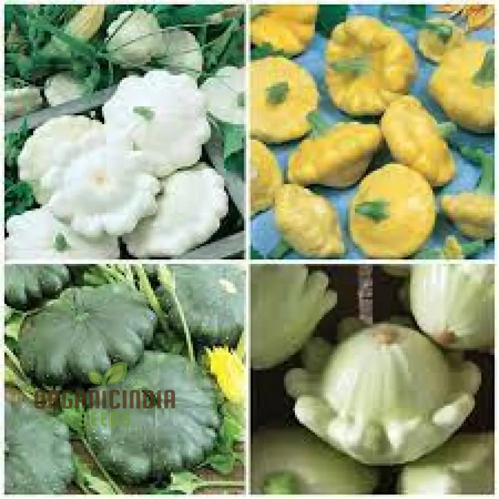 Summer Squash Seeds - Scallop Blend | Premium Gardening For Your Garden