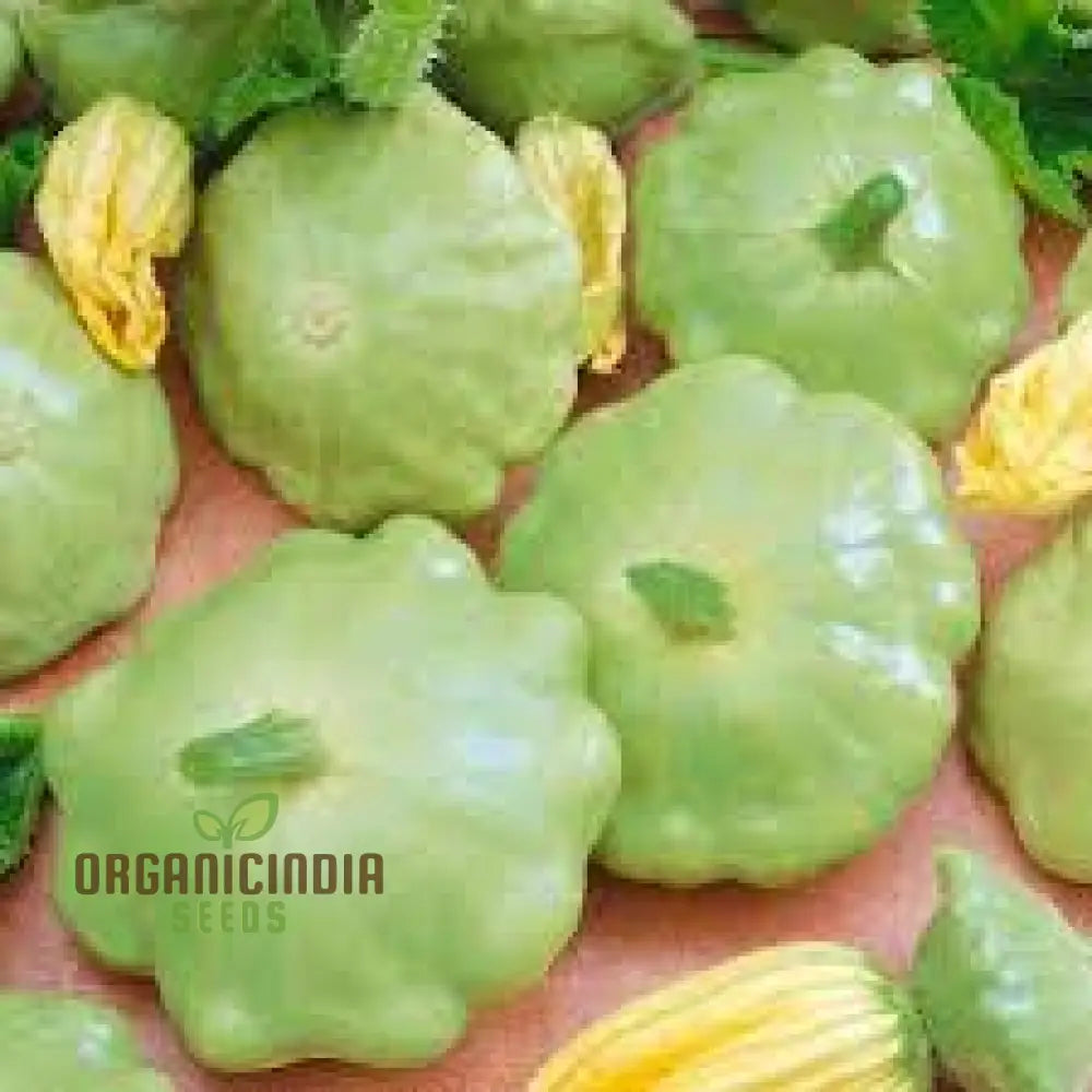 Summer Squash Seeds - Scallop Blend | Premium Gardening For Your Garden