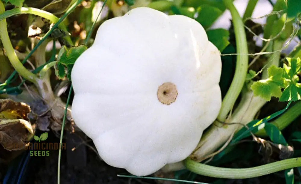 Summer Squash White Scallop Vegetable Seeds For Planting High-Quality Gardening Perfect Growing