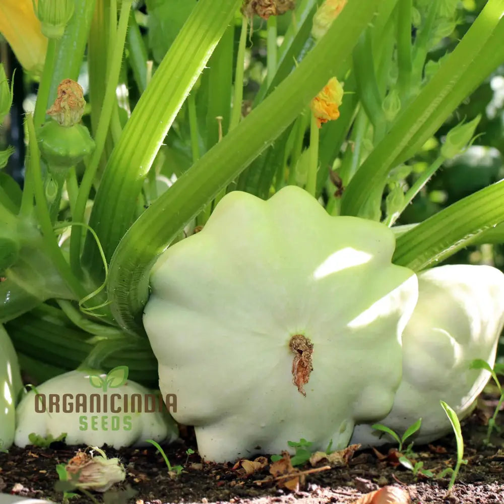 Summer Squash White Scallop Vegetable Seeds For Planting High-Quality Gardening Perfect Growing