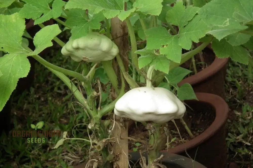 Summer Squash White Scallop Vegetable Seeds For Planting High-Quality Gardening Perfect Growing