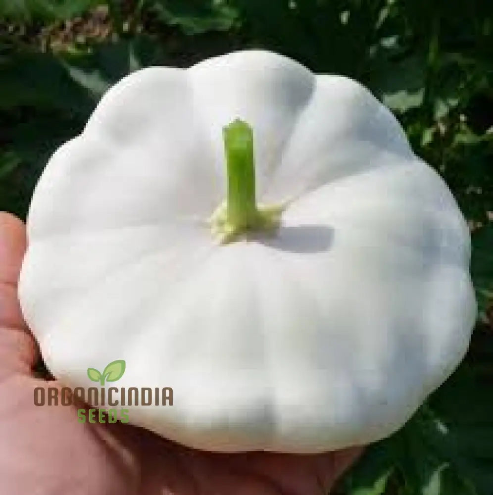 Summer Squash White Scallop Vegetable Seeds For Planting High-Quality Gardening Perfect Growing