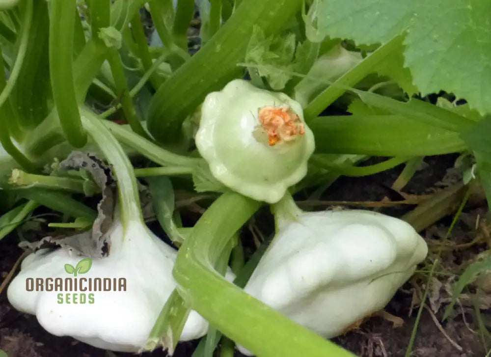 Summer Squash White Scallop Vegetable Seeds For Planting High-Quality Gardening Perfect Growing