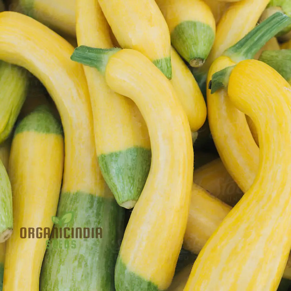 Summer Squash Zephyr Vegetable Seeds High-Yield Nutritious Ideal For Home Gardens Vegetable