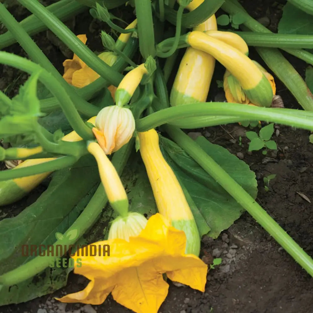 Summer Squash Zephyr Vegetable Seeds High-Yield Nutritious Ideal For Home Gardens Vegetable