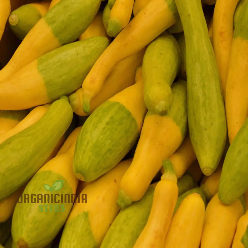 Summer Squash Zephyr Vegetable Seeds High-Yield Nutritious Ideal For Home Gardens Vegetable