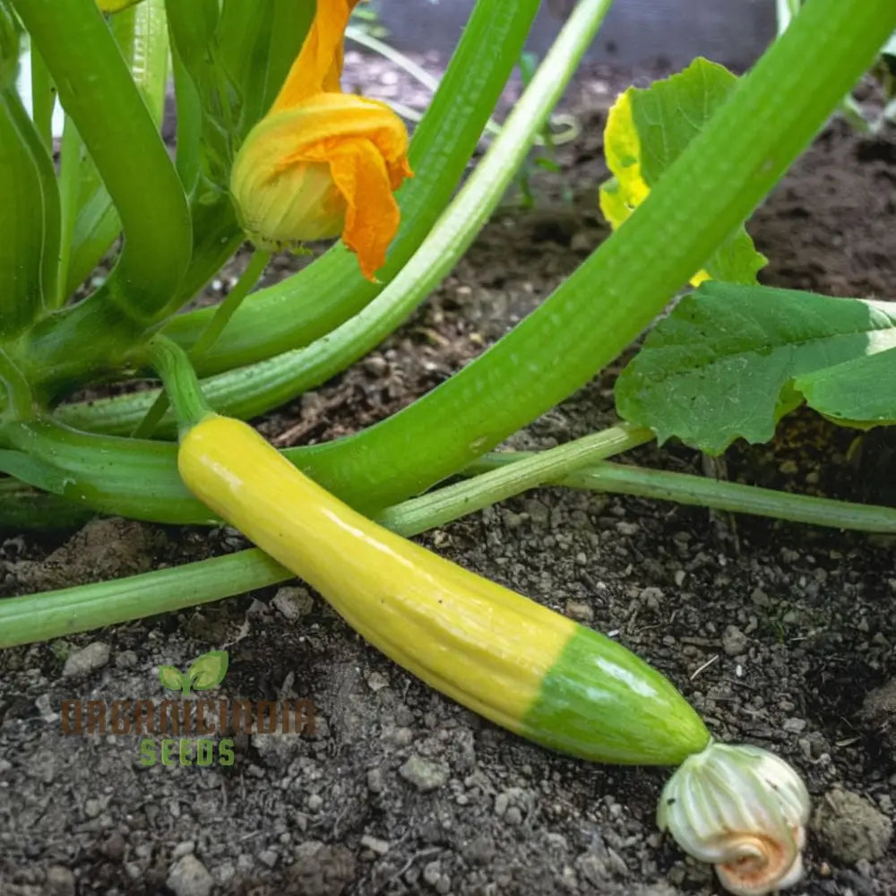 Summer Squash Zephyr Vegetable Seeds High-Yield Nutritious Ideal For Home Gardens Vegetable