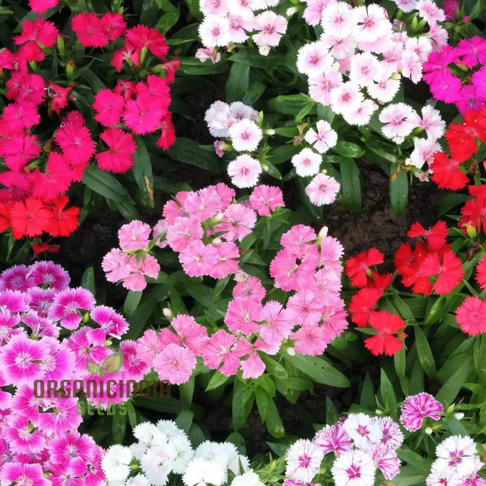 Summertime Bliss: Sweet William Mix For Sunny Days