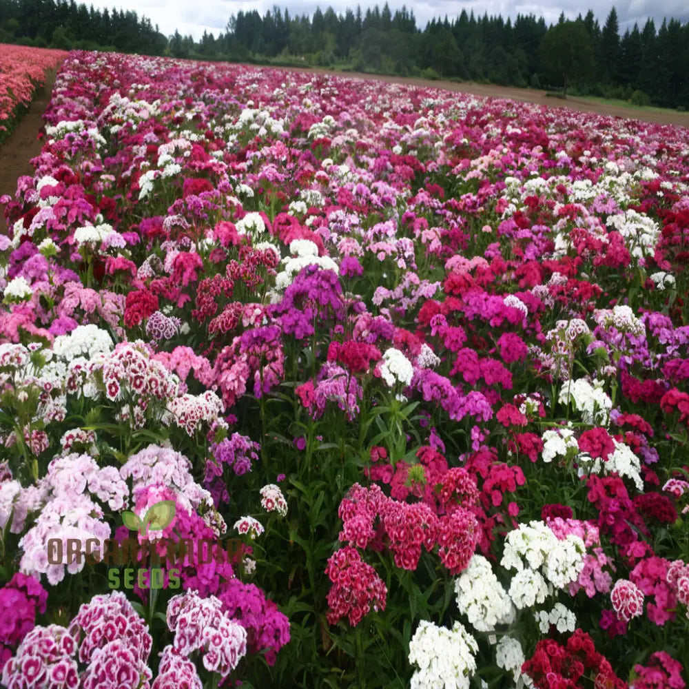 Summertime Bliss: Sweet William Mix For Sunny Days