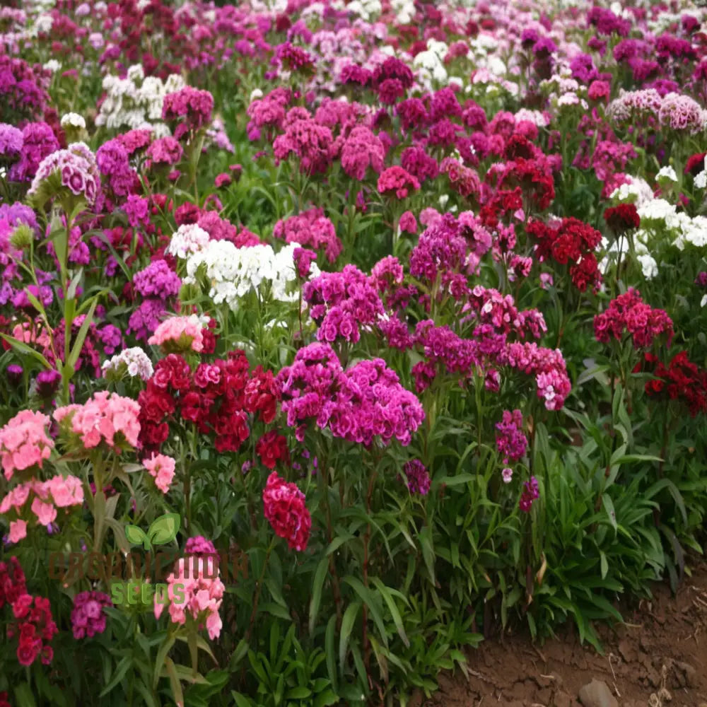 Summertime Bliss: Sweet William Mix For Sunny Days