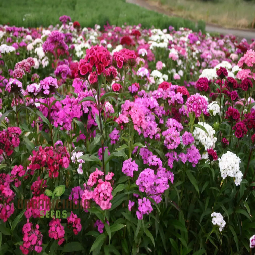 Summertime Bliss: Sweet William Mix For Sunny Days