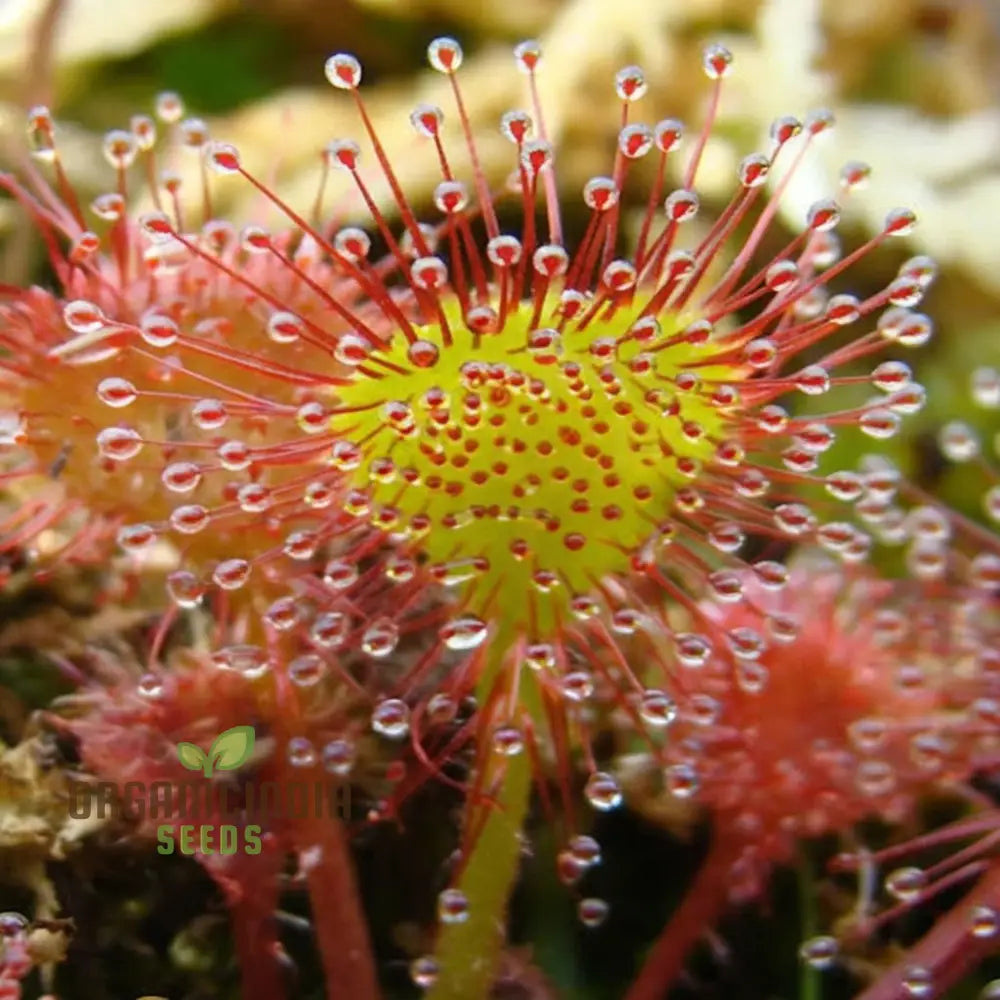 Sundew Carnivorous Plant Seeds - Grow Your Own Fascinating Insect-Catching Species