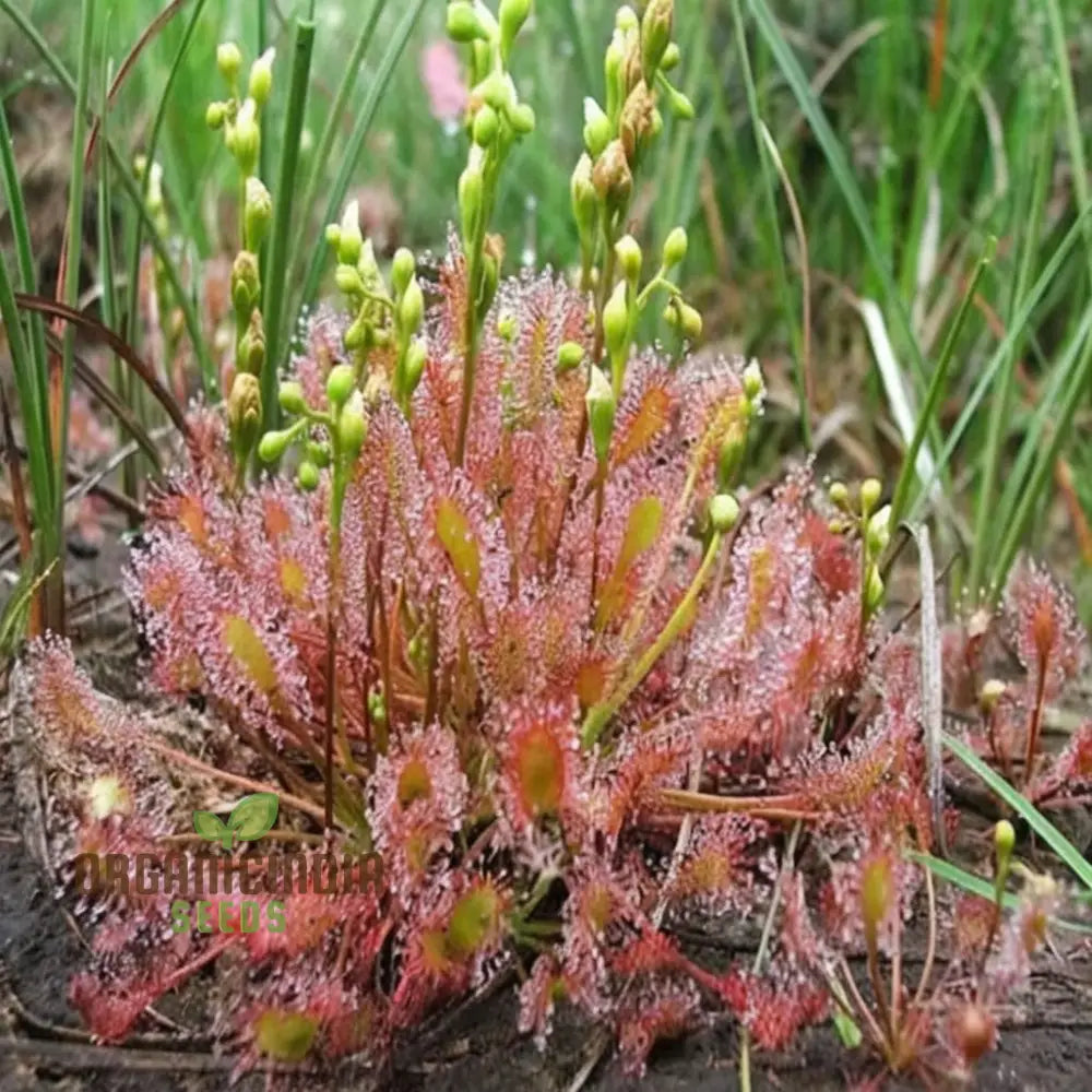 Sundew Carnivorous Plant Seeds - Grow Your Own Fascinating Insect-Catching Species