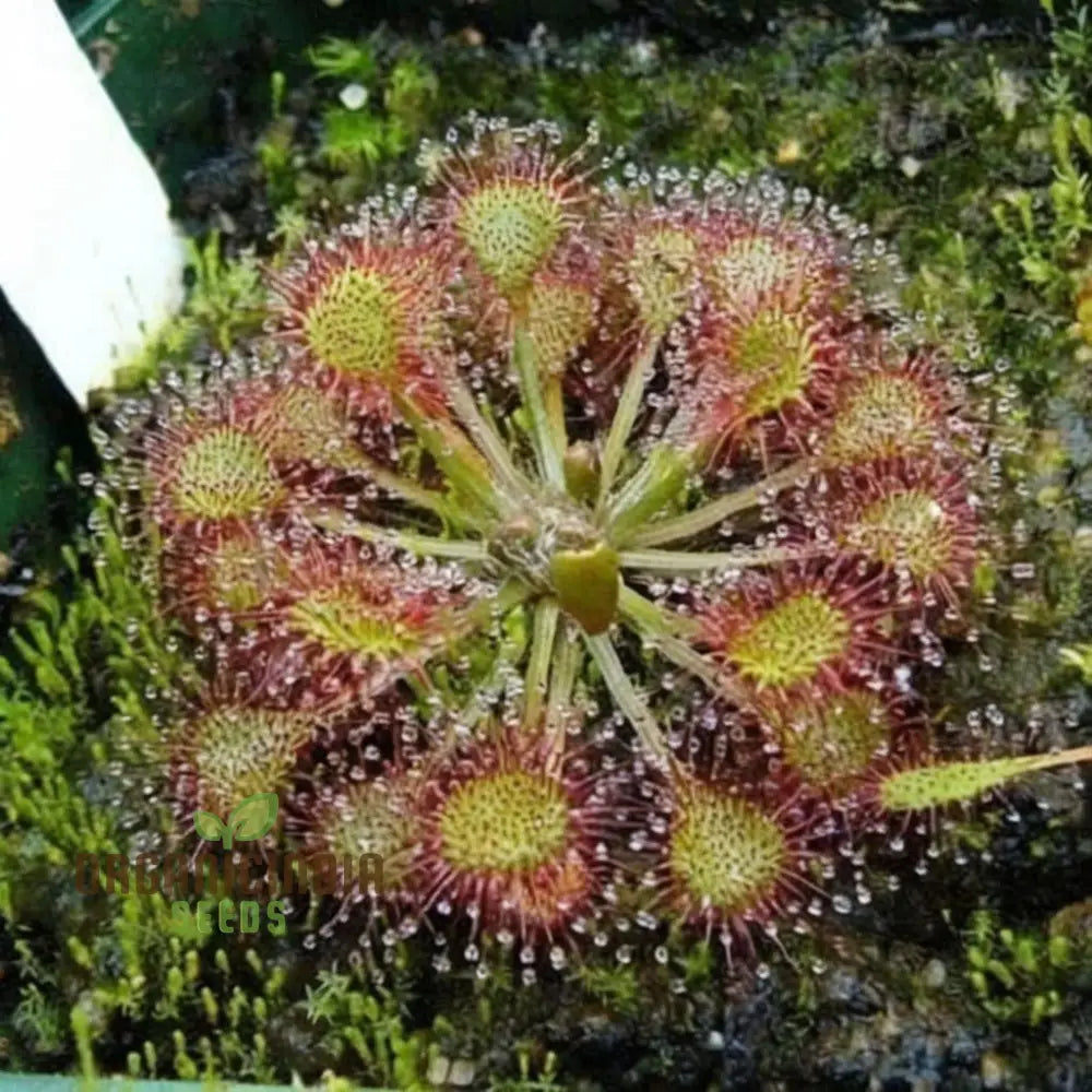 Sundew Carnivorous Plant Seeds - Grow Your Own Fascinating Insect-Catching Species