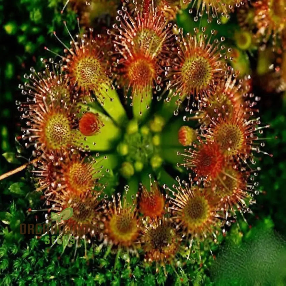 Sundew Carnivorous Plant Seeds - Grow Your Own Fascinating Insect-Catching Species