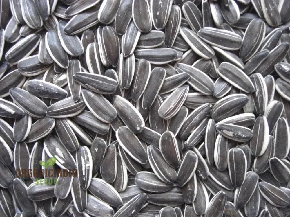 Sunflower Grey Seeds (Sprout) - Premium For Planting With Detailed Instructions