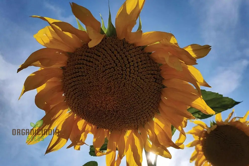 Sunflower Mongolian Giant Seeds - Grow Enormous And Majestic Sunflowers In Your Garden