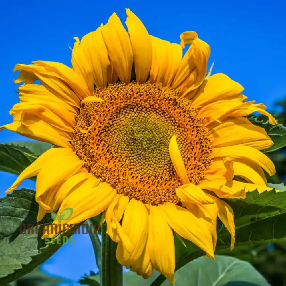 Sunflower Mongolian Giant Seeds - Grow Enormous And Majestic Sunflowers In Your Garden