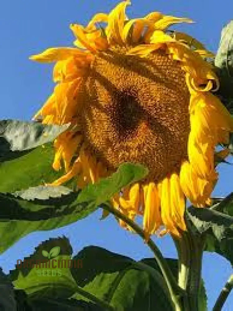 Sunflower Mongolian Giant Seeds - Grow Enormous And Majestic Sunflowers In Your Garden