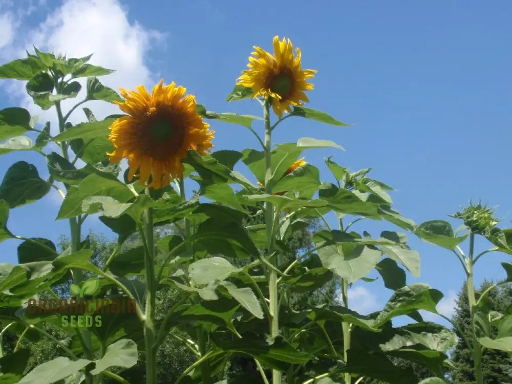 Sunflower Mongolian Giant Seeds - Grow Enormous And Majestic Sunflowers In Your Garden