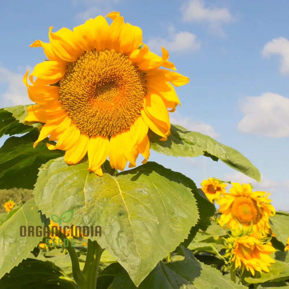 Sunflower Mongolian Giant Seeds - Grow Enormous And Majestic Sunflowers In Your Garden