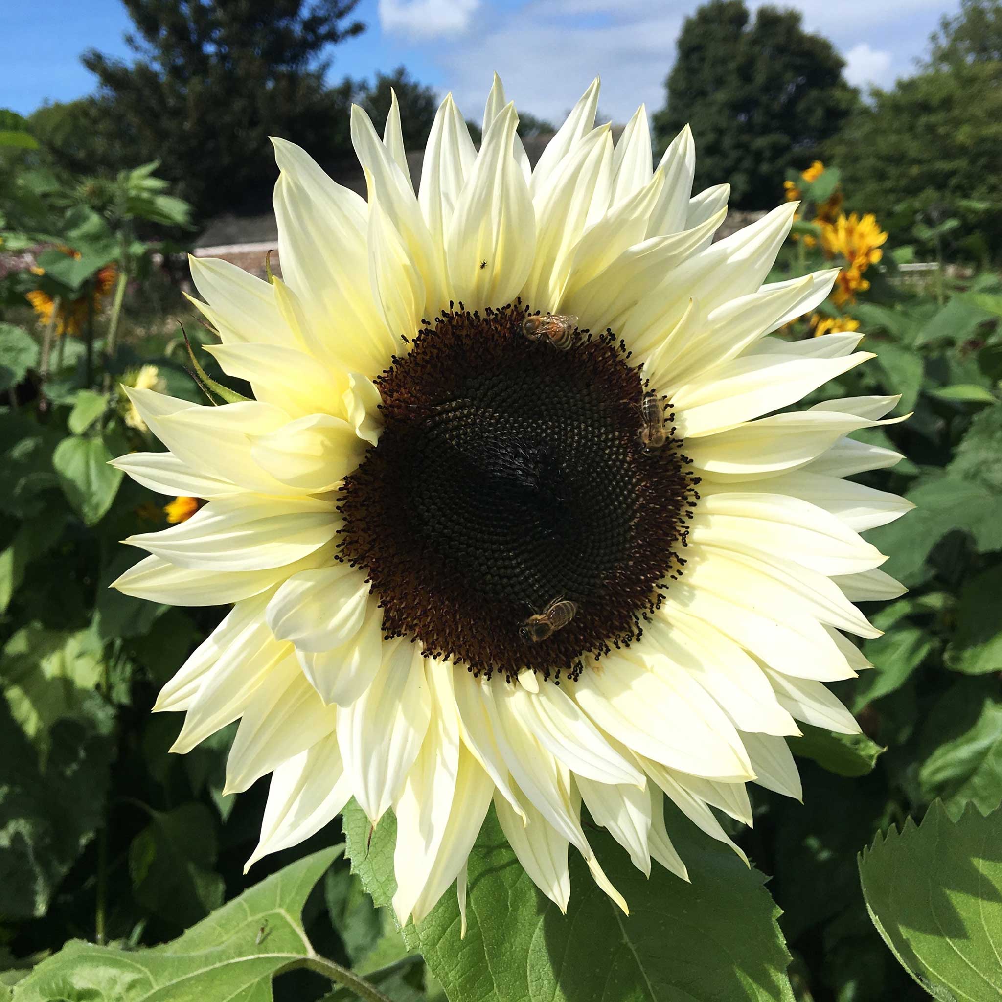 White Sunflower Seeds – Rare, Elegant Blooms for Gardens & Bouquets