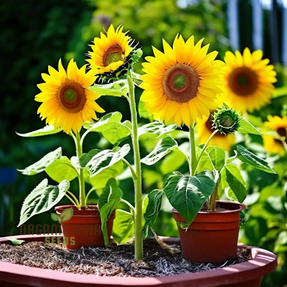 Sunflower Seed Mix Premium Flower Seeds For Planting And Gardening - Cultivate A Bright Cheerful