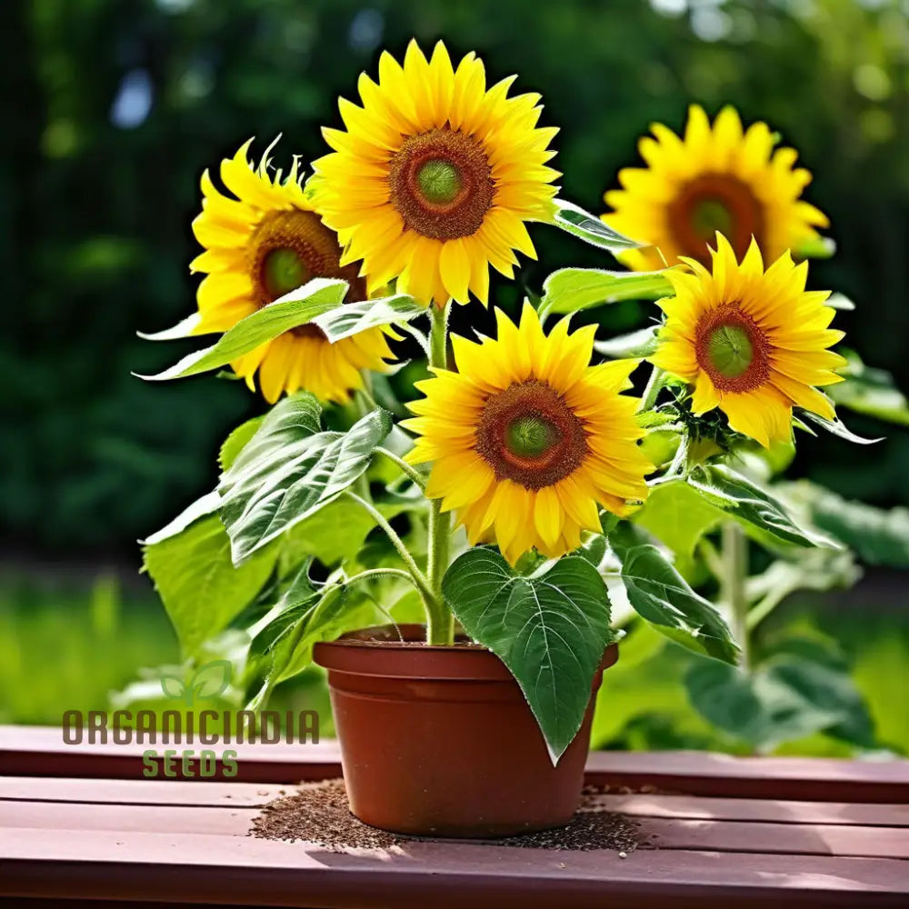 Sunflower Seed Mix Premium Flower Seeds For Planting And Gardening - Cultivate A Bright Cheerful