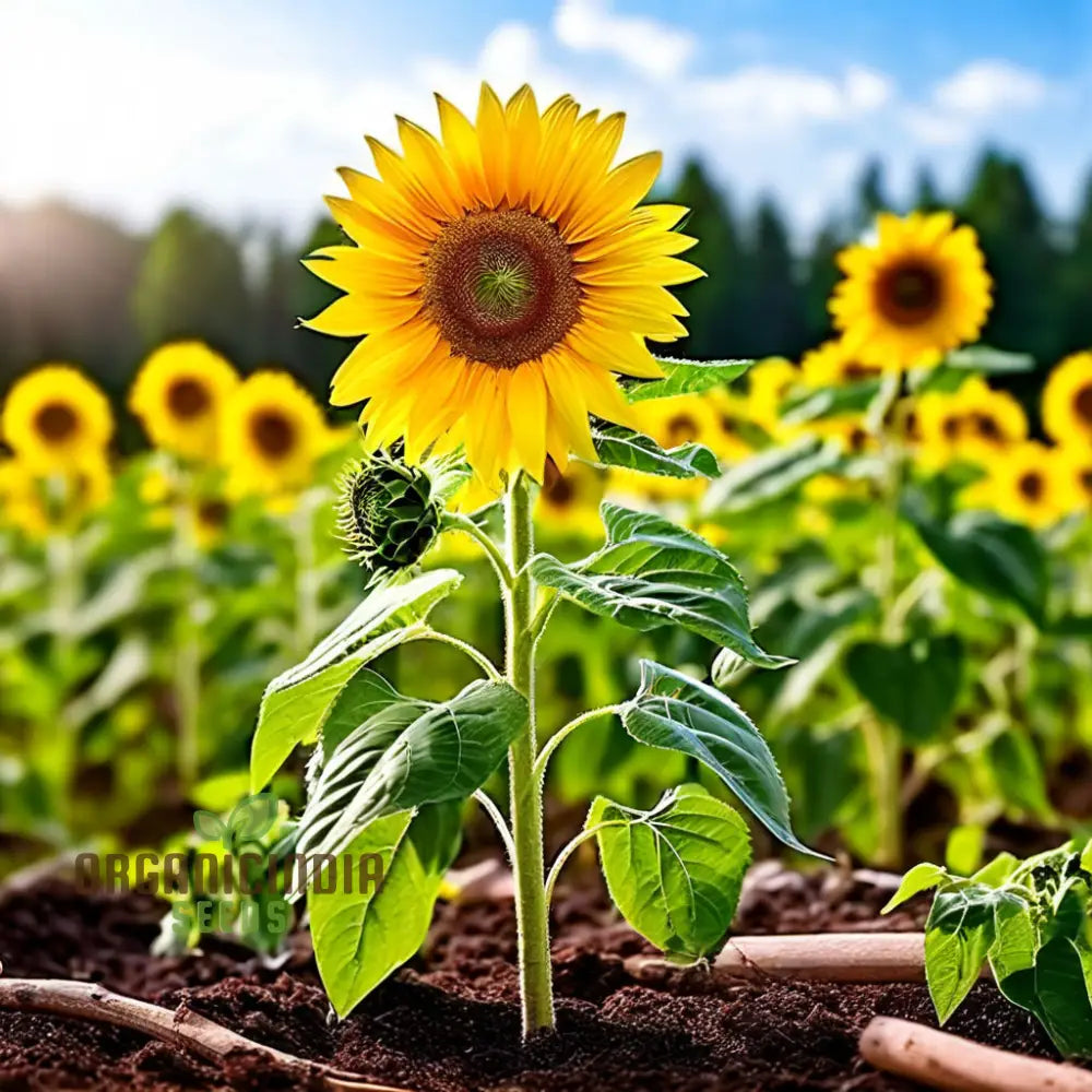 Sunflower Seed Mix Premium Flower Seeds For Planting And Gardening - Cultivate A Bright Cheerful