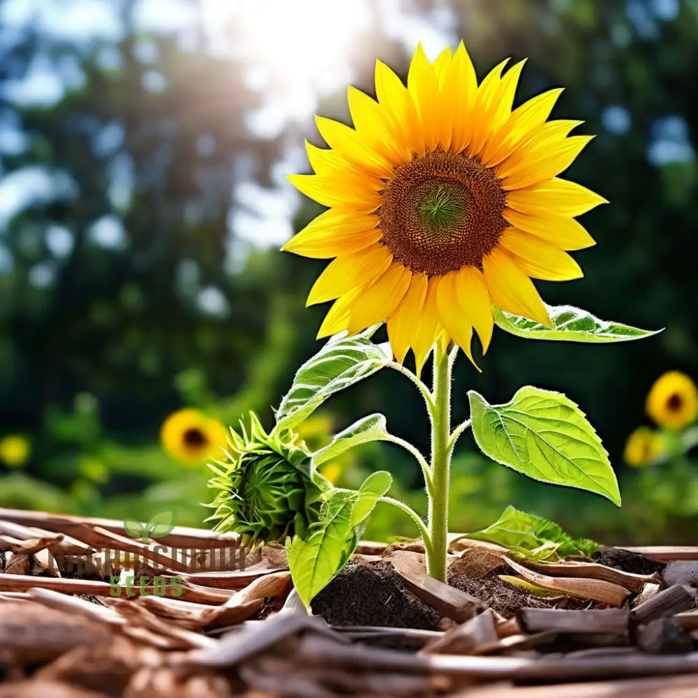 Sunflower Seed Mix Premium Flower Seeds For Planting And Gardening - Cultivate A Bright Cheerful