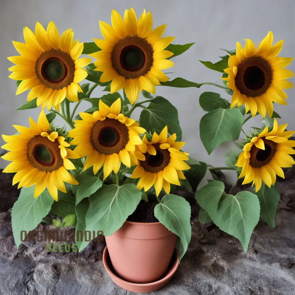 Sunflower Seeds – Elevate Your Gardening Experience With Tall Stunning Flowers And Abundant