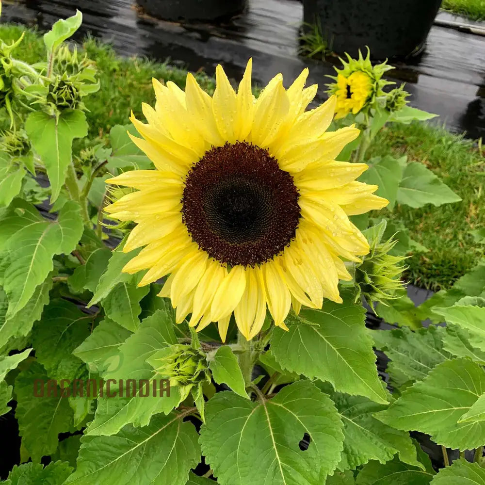 Sunflower Seeds Lemon Striker Flower Perfect For Gardening Enthusiasts And Vibrant Garden Seeds