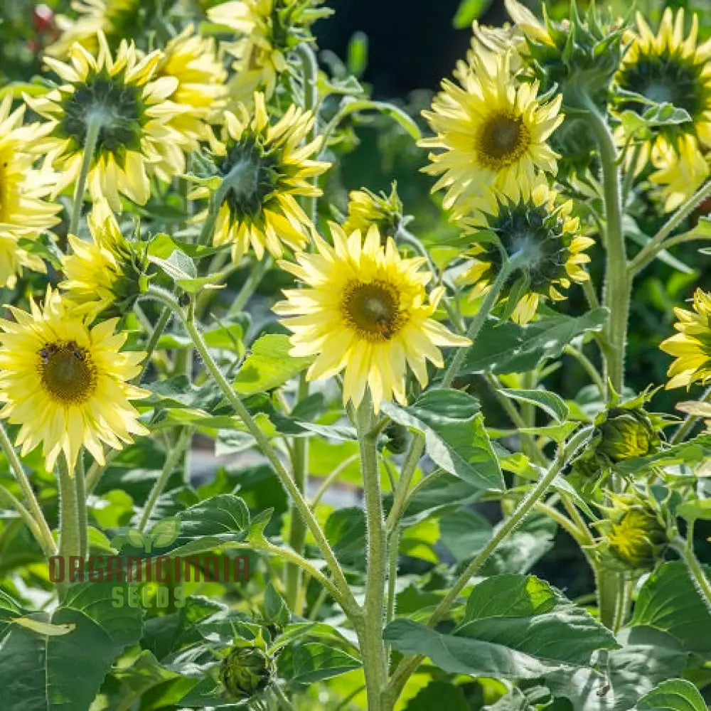 Sunflower Seeds Lemon Striker Flower Perfect For Gardening Enthusiasts And Vibrant Garden Seeds