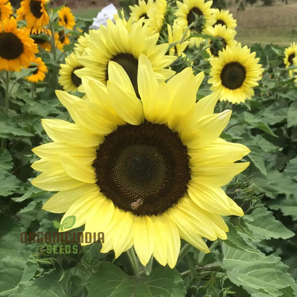 Sunflower Seeds Lemon Striker Flower Perfect For Gardening Enthusiasts And Vibrant Garden Seeds