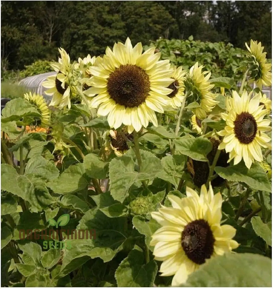 Sunflower Seeds Lemon Striker Flower Perfect For Gardening Enthusiasts And Vibrant Garden Seeds