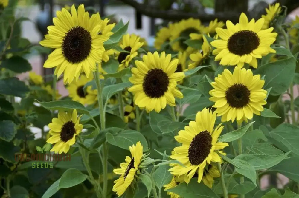 Sunflower Seeds Lemon Striker Flower Perfect For Gardening Enthusiasts And Vibrant Garden Seeds