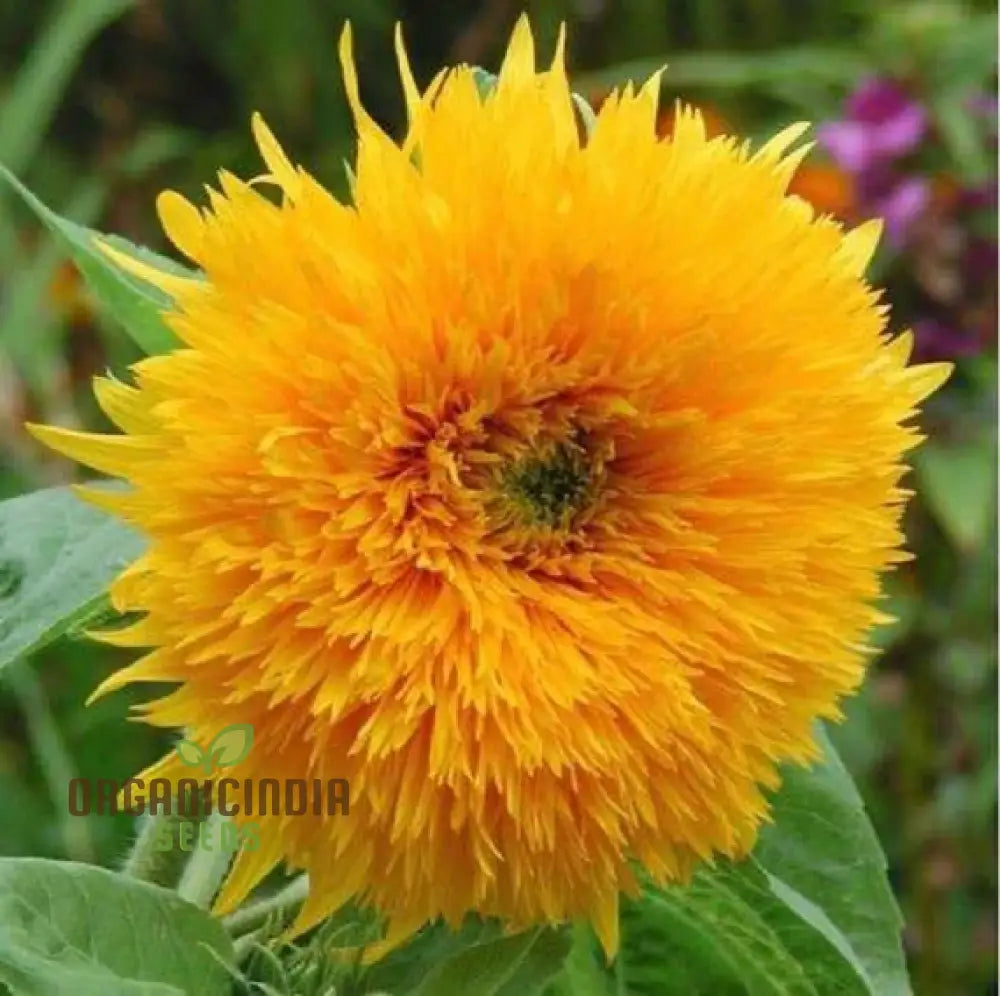 Sunflower Seeds - Orange Sun Vibrant Sunflowers For A Stunning Garden Display