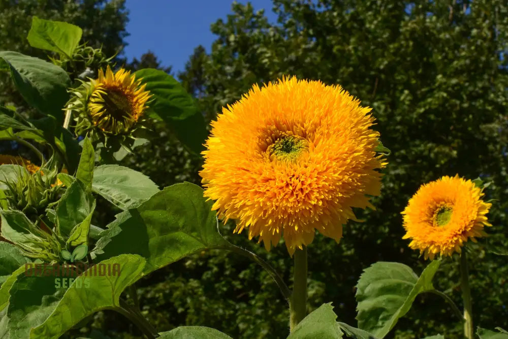 Sunflower Seeds - Orange Sun Vibrant Sunflowers For A Stunning Garden Display