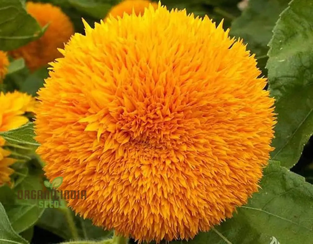 Sunflower Seeds - Orange Sun Vibrant Sunflowers For A Stunning Garden Display