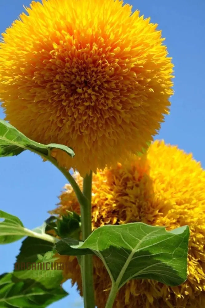 Sunflower Seeds - Orange Sun Vibrant Sunflowers For A Stunning Garden Display