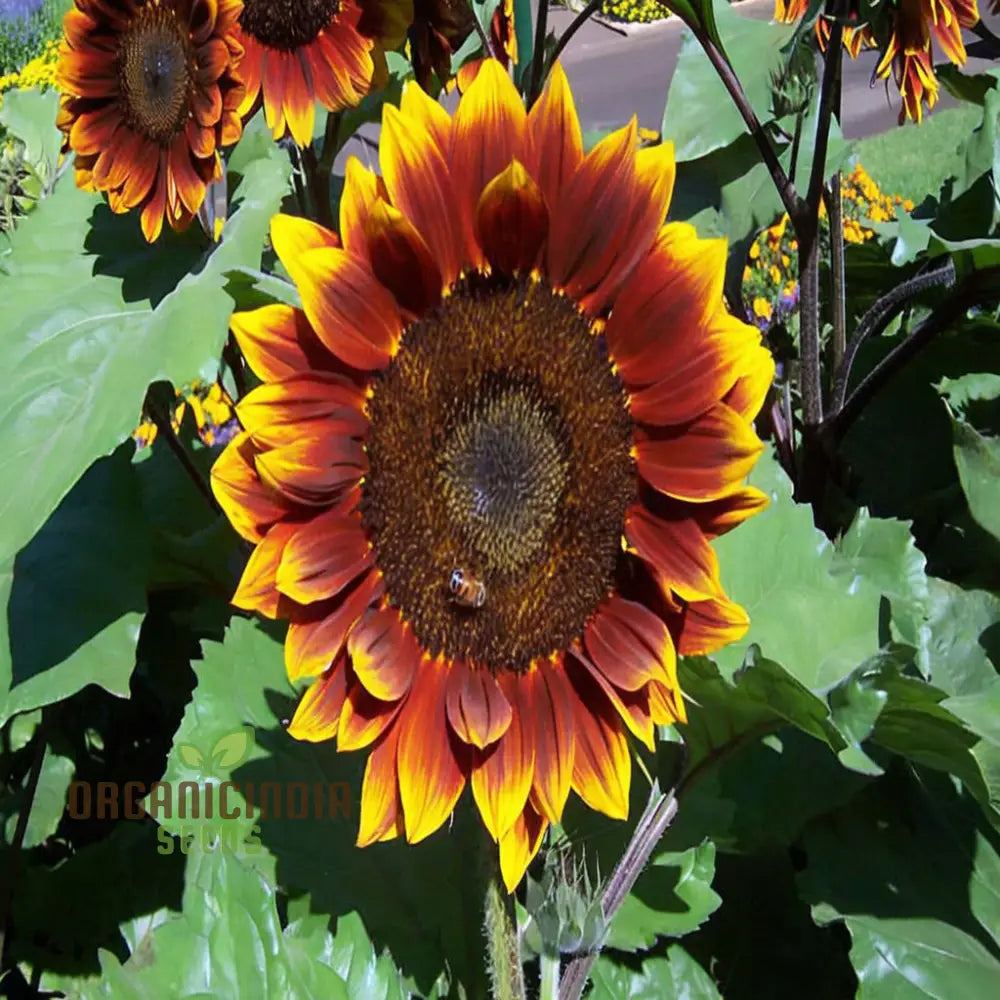 Sunflower Seeds - Ruby Passion â€“ Elevate Your Gardening With Bold Vibrant Blooms!