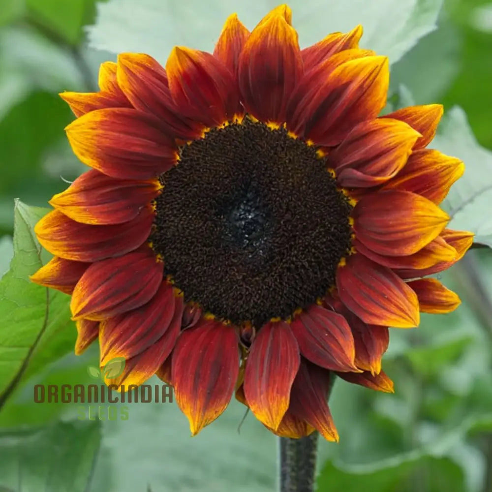 Sunflower Seeds - Ruby Passion – Elevate Your Gardening With Bold Vibrant Blooms!