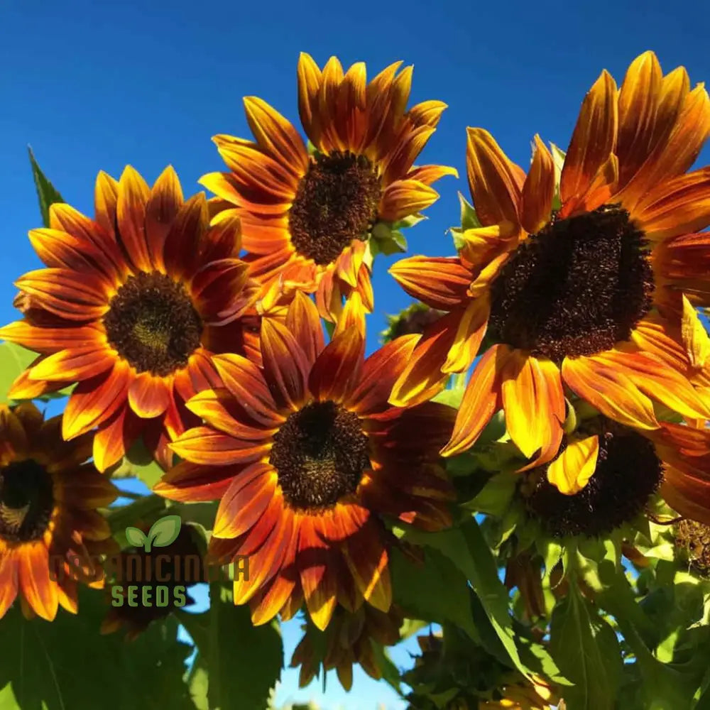 Sunflower Seeds - Ruby Passion – Elevate Your Gardening With Bold Vibrant Blooms!