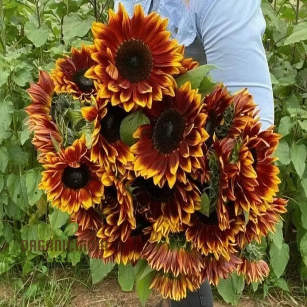 Sunflower Seeds - Ruby Passion – Elevate Your Gardening With Bold Vibrant Blooms!