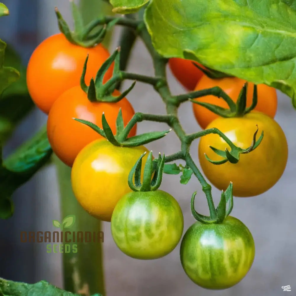 Sungold Tomato Seeds - Sweet And Flavorful Cherry Tomatoes For Your Garden